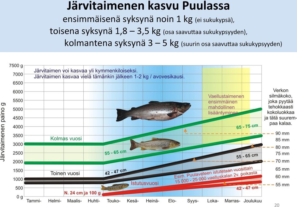 kg (osa saavu9aa sukukypsyyden), kolmantena