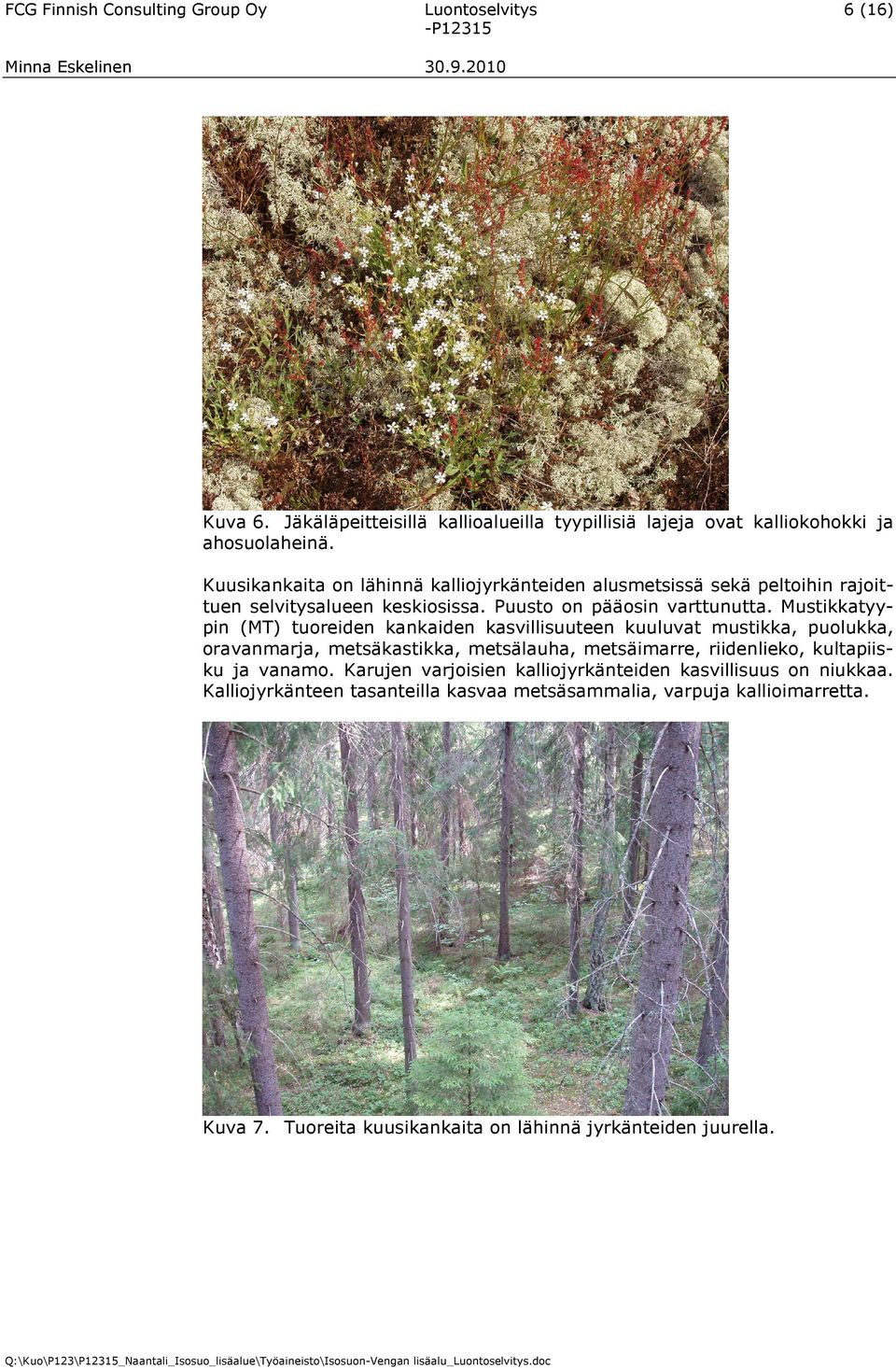 Mustikkatyypin (MT) tuoreiden kankaiden kasvillisuuteen kuuluvat mustikka, puolukka, oravanmarja, metsäkastikka, metsälauha, metsäimarre, riidenlieko, kultapiisku ja