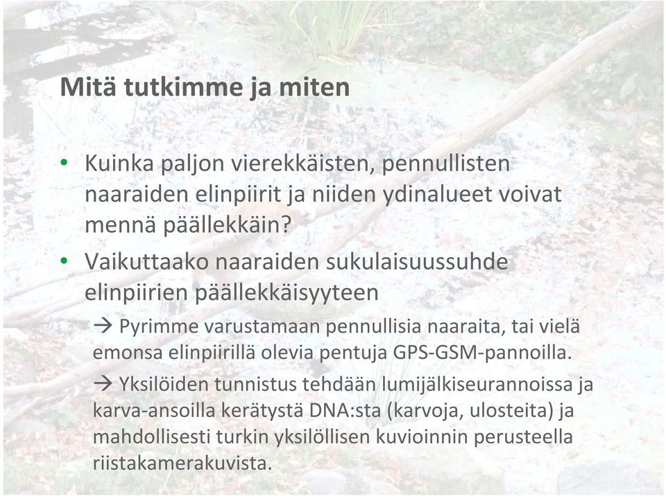 Vaikuttaako naaraiden sukulaisuussuhde elinpiirien päällekkäisyyteen Pyrimme varustamaan pennullisia naaraita, tai vielä