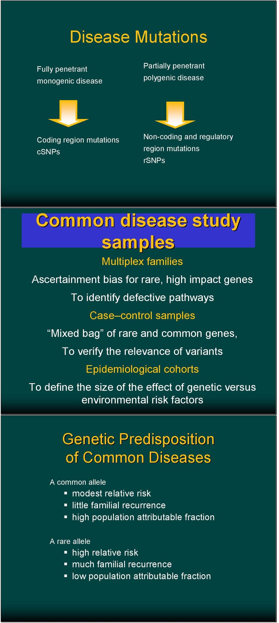 verify the relevance of variants Epidemiological cohorts To define the size of the effect of genetic versus environmental risk factors Genetic Predisposition of Common Diseases A