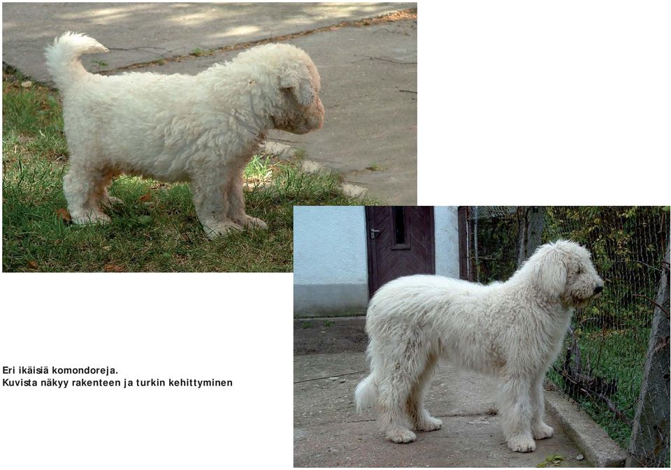 Kuvista näkyy