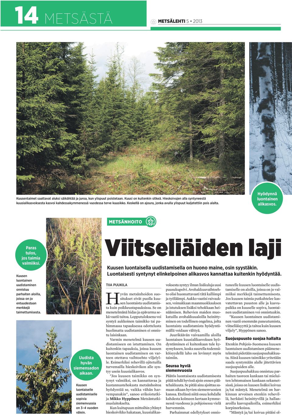METSÄNHOITO Viitseliäiden laji Paras tulos, jos taimia valmiiksi. Kuusen luontaisella uudistamisella on huono maine, osin syystäkin.