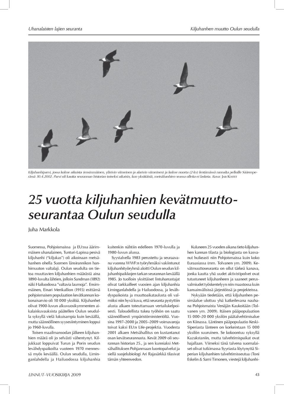 Kiljuhanhiparvi, jossa kolme aikuista (ensimmäinen, ylärivin viimeinen ja alarivin viimeinen) ja kolme nuorta (2-kv) lentämässä rannalta pelloille Säärenperässä 30.4.2002.