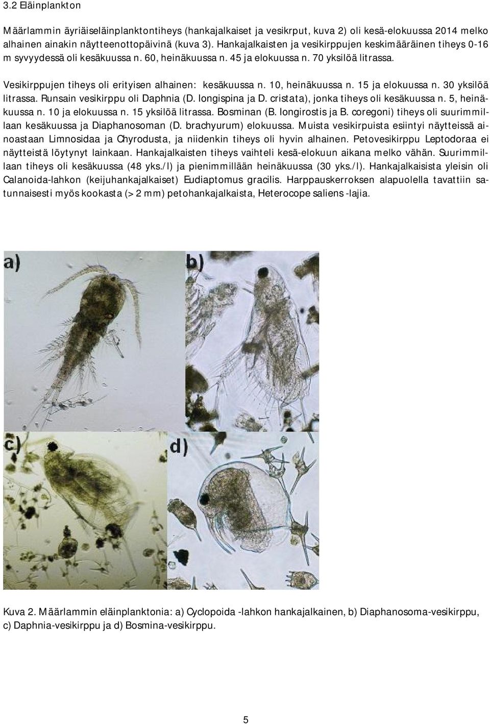 Vesikirppujen tiheys oli erityisen alhainen: kesäkuussa n. 10, heinäkuussa n. 15 ja elokuussa n. 30 yksilöä litrassa. Runsain vesikirppu oli Daphnia (D. longispina ja D.