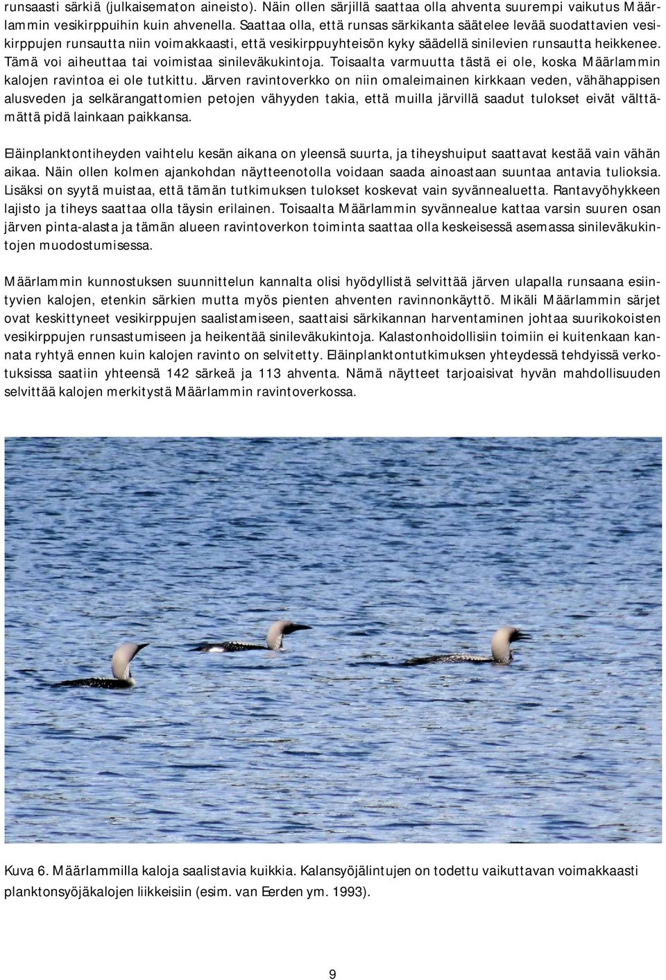 Tämä voi aiheuttaa tai voimistaa sinileväkukintoja. Toisaalta varmuutta tästä ei ole, koska Määrlammin kalojen ravintoa ei ole tutkittu.