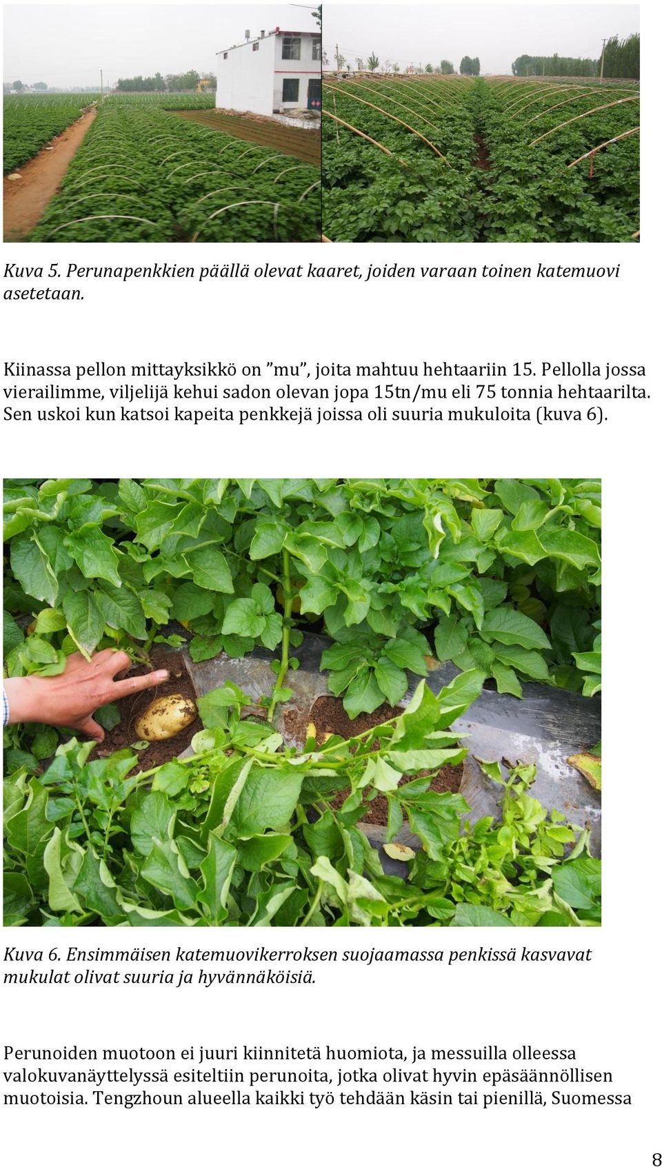 Sen uskoi kun katsoi kapeita penkkejä joissa oli suuria mukuloita (kuva 6). Kuva 6.