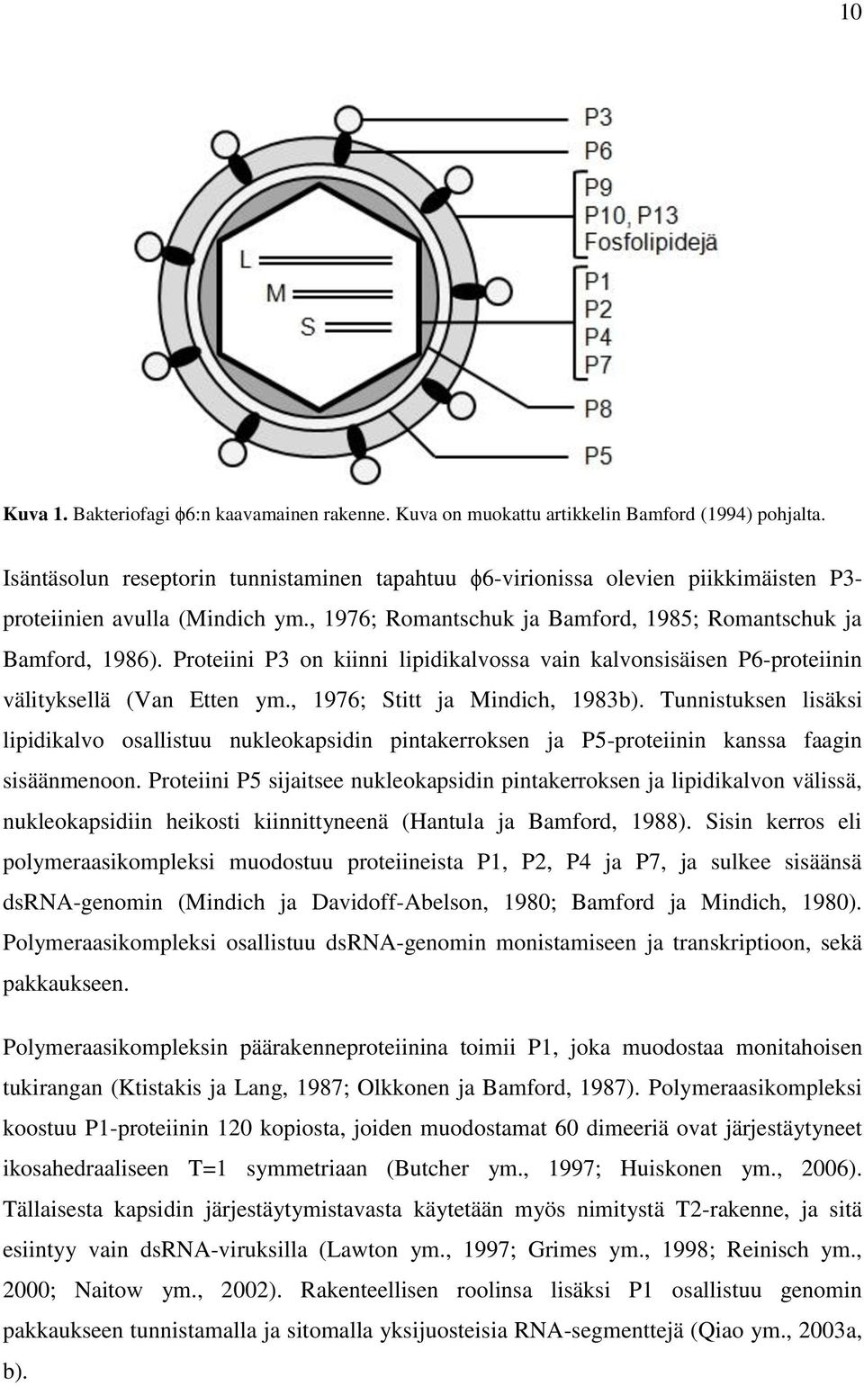 Proteiini P3 on kiinni lipidikalvossa vain kalvonsisäisen P6-proteiinin välityksellä (Van Etten ym., 1976; Stitt ja Mindich, 1983b).