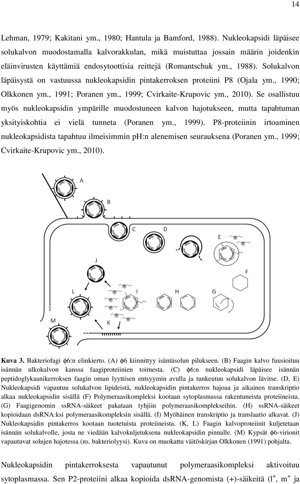 Solukalvon läpäisystä on vastuussa nukleokapsidin pintakerroksen proteiini P8 (Ojala ym., 1990; Olkkonen ym., 1991; Poranen ym., 1999; Cvirkaite-Krupovic ym., 2010).