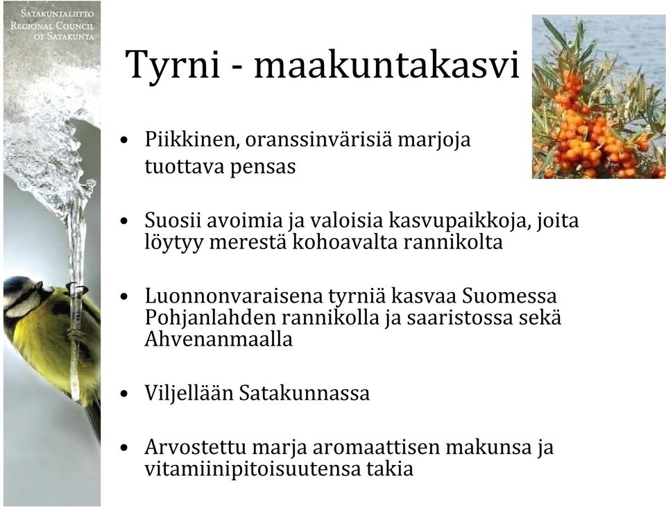 tyrniä kasvaa Suomessa Pohjanlahden rannikolla ja saaristossa sekä Ahvenanmaalla