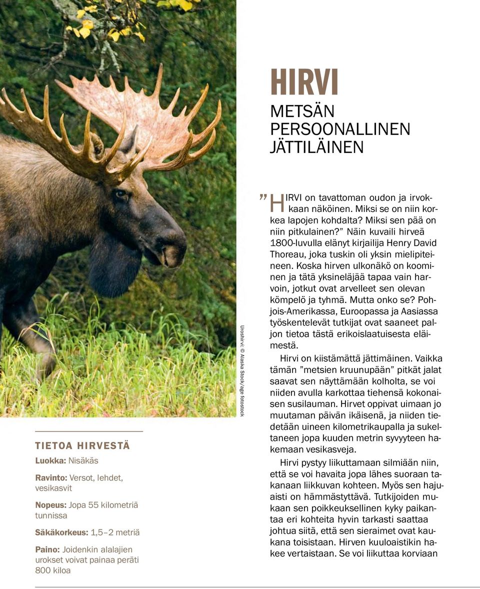 Miksi sen pa aon niin pitkulainen? Nain kuvaili hirvea 1800-luvulla elanyt kirjailija Henry David Thoreau, joka tuskin oli yksin mielipiteineen.