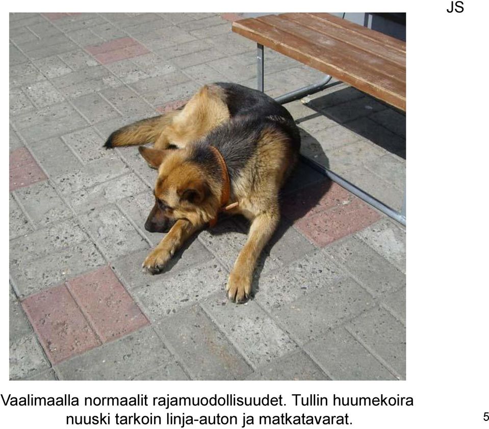 Tullin huumekoira nuuski