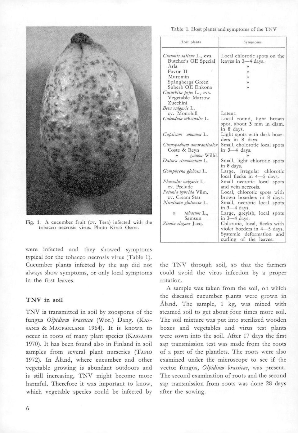 TNV in soi! TNV is transmitted in soil by zoospores of the fungus Olpidium brassicae (Wor.) Dang. (ICAs- SANIS & MACFARLANE 1964). It is known to occur in roots of many plant species (KAssANis 1970).