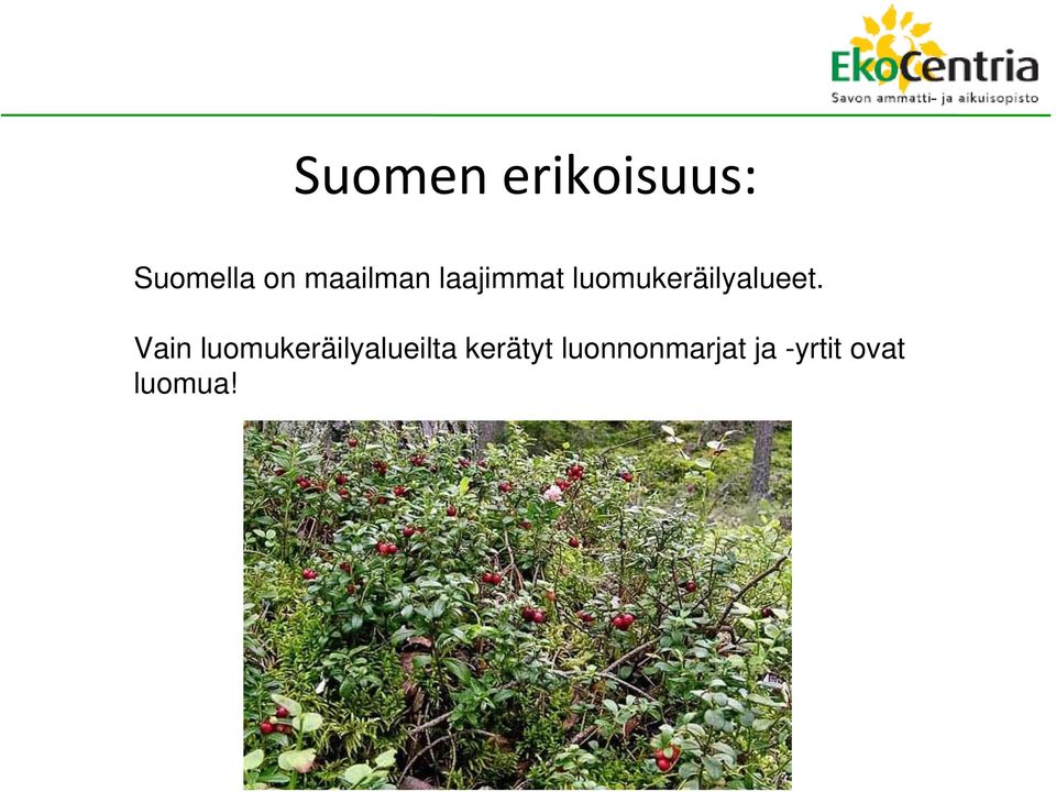 luomukeräilyalueet.