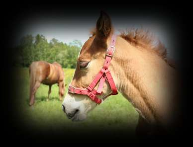 InnoEquine Hankkeen tavoitteena on luoda pohja rajat ylittävälle hevosalan toimijoiden yhteistyölle Itämeren alueella.