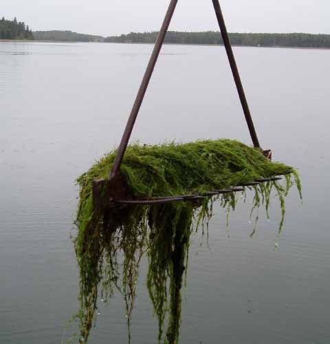 FCG Finnish Consulting Group Oy Arviointiselostus 54 Muut levät viherahdinparta *rakkolevä *sinilevä *suolilevä *letkulevä Cladophora glomerata Fucus vesiculosus, irrallaan kasvava Gloeotrichia