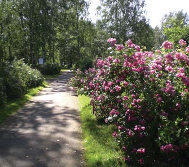 on esillä huonokuntoisessa opastaulussa. Pensaat ovat kookkaita ja piikkiset oksistot ulottuvat paikoitellen reitille. Kukinta-aikana ruusuryhmä on näyttävä.