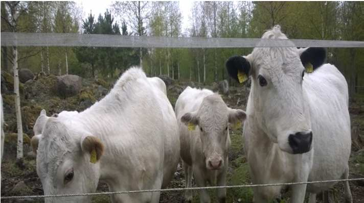 Alkuperäisrotujen kasvattaminen 1/3 Geneettistä monimuotoisuutta edistävä sopimus Tavoitteena lisätä alkuperäisrotuihin kuuluvien eläinten määrää ja näin