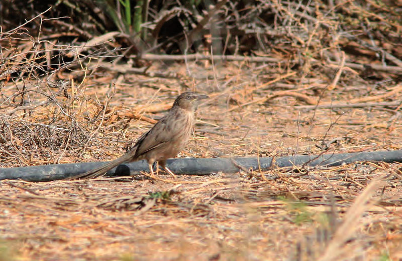 Siipirikko 4/2008 several days at least two different Buff-bellied Pipits (Anthus rubescens japonicus).