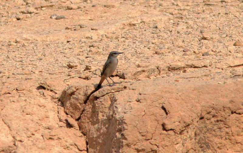 Pohjois-Karjalan Lintutieteellinen Yhdistys r.y. Wadi, a good place for desert birds. colour and quite narrow primary wing tip. It continued SW and we continued towards the warden house.