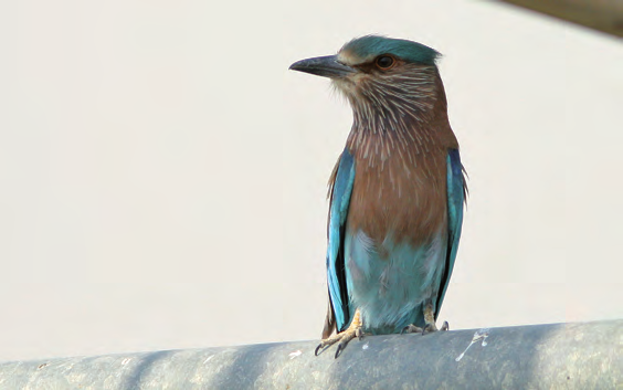 Pohjois-Karjalan Lintutieteellinen Yhdistys r.y. Long-legged buzzard, a common bird in Kuwait. tick to Vesa, and Dunn s Lark and Desert Warbler WP tick to Kari.