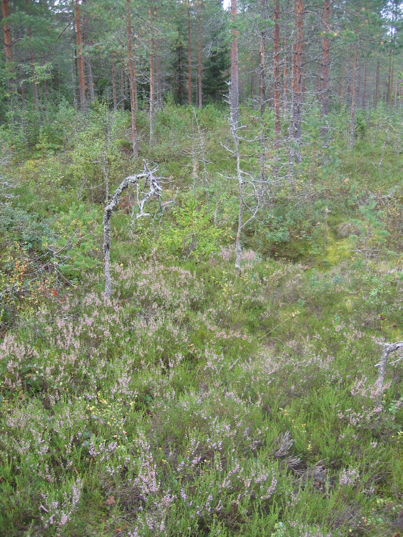 Lapinlahdella (Varpaisjärvellä) tutkitut suot ja niiden turvevarat. Osa 6. Kuva 6. Kanervarahkarämeen muuttumaa Heinäsuon eteläisessä keskiosassa. Kuvanottopaikalla turpeen syvyys on 2,3 m.