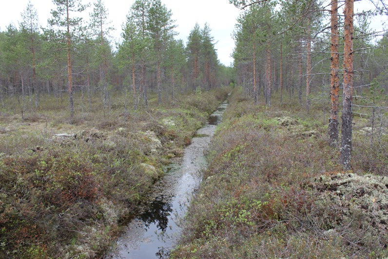 Lapinlahdella (Varpaisjärvellä) tutkitut suot ja niiden turvevarat. Osa 6. Kuva 9. Rahkarämeen ojikkoa Multakankaan itäosassa. Turpeen paksuus on kuvanottopaikalla 3,3 m. Kuva, GTK 27.5.2014.