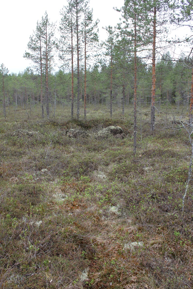 Kuva 10. Isovarpurämeen ojikkoa Multakankaan itäosassa.