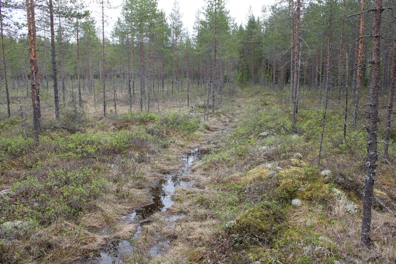 Tutkimuspisteistä on 44 % rämeellä, 39 % turvekankaalla ja 17 % korvessa. Tupasvillarämeen muuttuma (kuva 16) on yleisin suotyyppi ja sitä on laajalti suon syvän keskiosan ympäristössä.