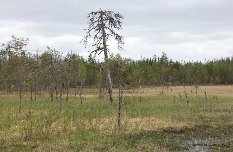 Lapinlahdella (Varpaisjärvellä) tutkitut suot ja niiden turvevarat. Osa 6. Tutkimuspisteistä on rämeellä 43 %, avosuolla 33 %, turvekankaalla 14 % ja korvessa 10 %.