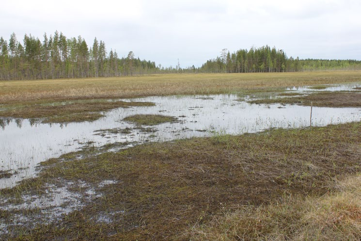 Kuva 21. Ombrotrofista lyhytkorsinevaa Näätäsuon eteläisessä itäosassa. Turpeen syvyys kuvan etuosassa keskellä on noin 3,8 m. Kuvan vasemmassa laidassa on oligotrofista rimpinevaa. Kuva, GTK 27.5.