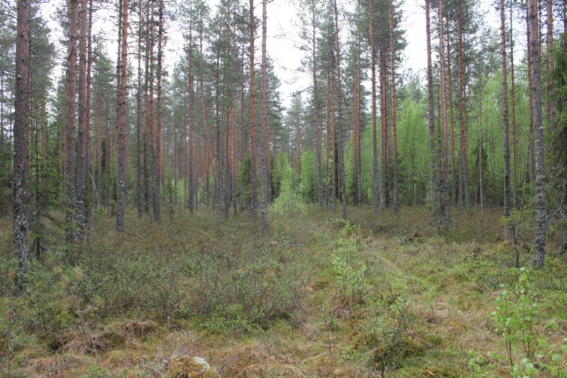 Lapinlahdella (Varpaisjärvellä) tutkitut suot ja niiden turvevarat. Osa 6. Kuva 39. Puolukkaturvekangasta Mantinanpuronsuon pohjoisosassa. Turpeen syvyys on kuvanottopaikalla noin 1,5 m. Kuva, GTK 27.