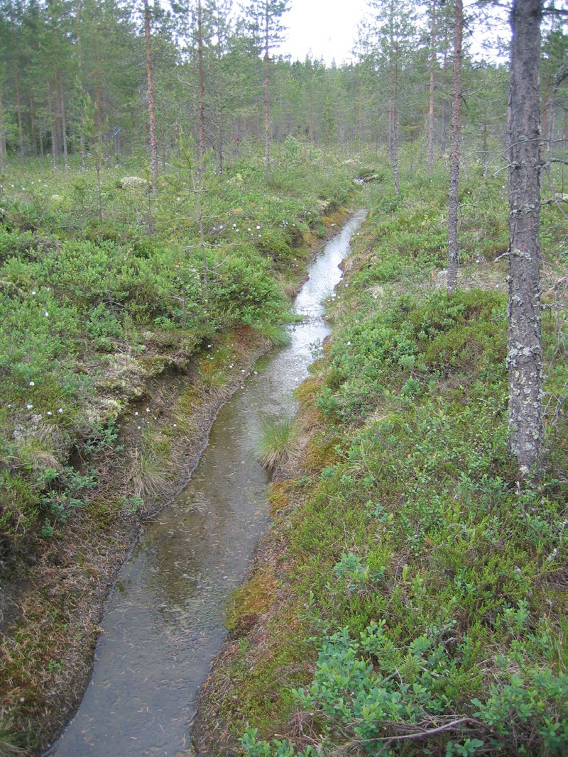 Lapinlahdella (Varpaisjärvellä) tutkitut suot ja niiden turvevarat. Osa 6. Suon läntisessä keskiosassa on runsaasti tupasvillarämeen muuttumaa (kuva 47).