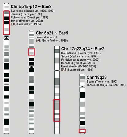 Kuva 3. Suomalaisia MS-sukuja tutkimalla on paikannettu neljä tautiin kytkeytyvää perimän aluetta kromosomeissa 5p, 6p, 17q ja 18q.
