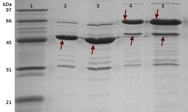 20 Kuvio 6. SDS-PAGE analyysi L. amylovorus -kantojen proteiineista. Pintakerrosproteiinit on merkitty kuvaan nuolilla. 1. LMW kokostandardi (Bio-Rad) 2. 4 µl GRL1116 3. 10 µl GRL1116 4.