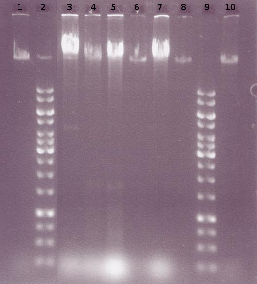 21 Eristetyt DNA:t tarkistettiin myös 0,7 % TAE-agaroosigeelillä (kuvio 7). Kuvio 7. Kromosomaalinen DNA 0,7 % TAE-agaroosigeelillä 1. 2 µl GRL 1111 2. Generuler 1 kb DNA Ladder kokostandardi 3.