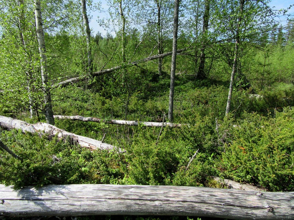 12 Tervahauta 1 kuvattu