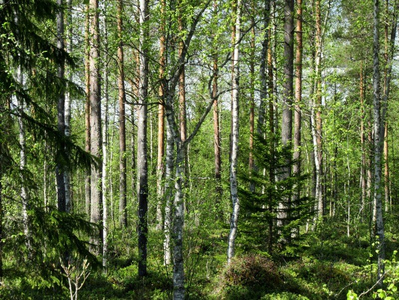20 Kuva 7. Voimalapaikka 3, varausalueen keskiosa. Tasainen kuivahko kangas, nuorta kasvatusmetsikköä. Kuva 8.