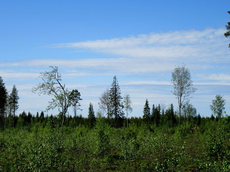 22 Kuva 13. Tielinjaus voimalapaikalle 7 kuvattu itään. Kivinen tasainen kangas, avohakattu, muokattu, taimikkoa. Kuva 14.