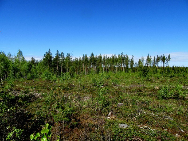 23 Kuva 16, tielinjaus voimalapaikalle 9 kuvattu länteen. Tasainen kivinen kangas, kuivahko; muokattu, taimikkoa. Kuva 17.
