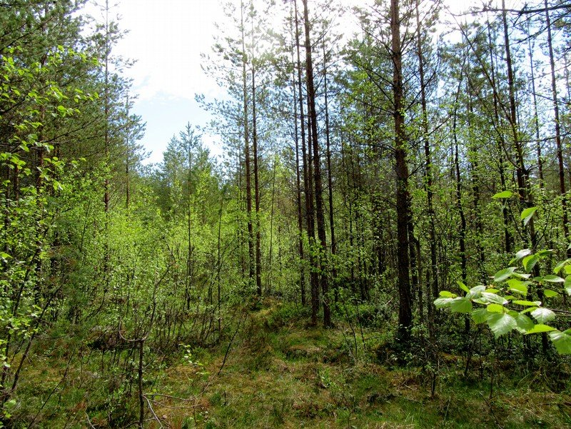 26 Kuva 25. Voimalapaikka 11 kuvattu pohjoiseen. Tasainen kivinen kangas, muokattu, taimikkoa. Kuva 26.