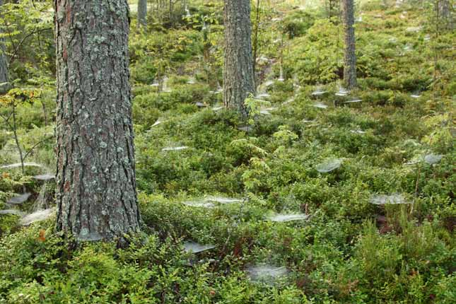 7. Toimitusmaksujen perusteet Taksaperusteet vuodelle 2013 1. PUUKAUPALLISET PALVELUT Puunmyyntisuunnitelman teko Ostotarjousten välittäminen Puukaupan toimeksianto Korjuun valvonta Hankintapalvelu 2.