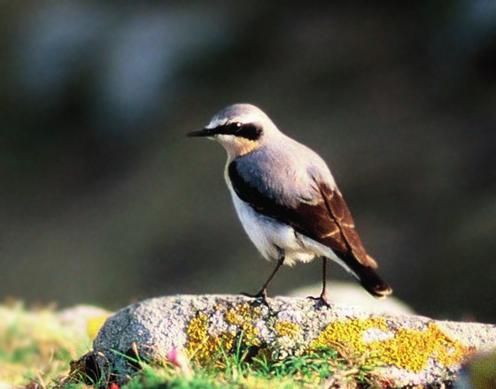 Kivitasku (Oenanthe oenanthe) Kivitasku on pohjoisella pallonpuoliskolla laajalle levinnyt laji.