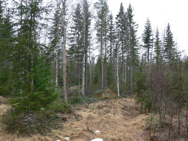 PYHÄJOEN MÄKIKANKAAN TUULIPUISTOALUEEN LIITO-ORAVA-