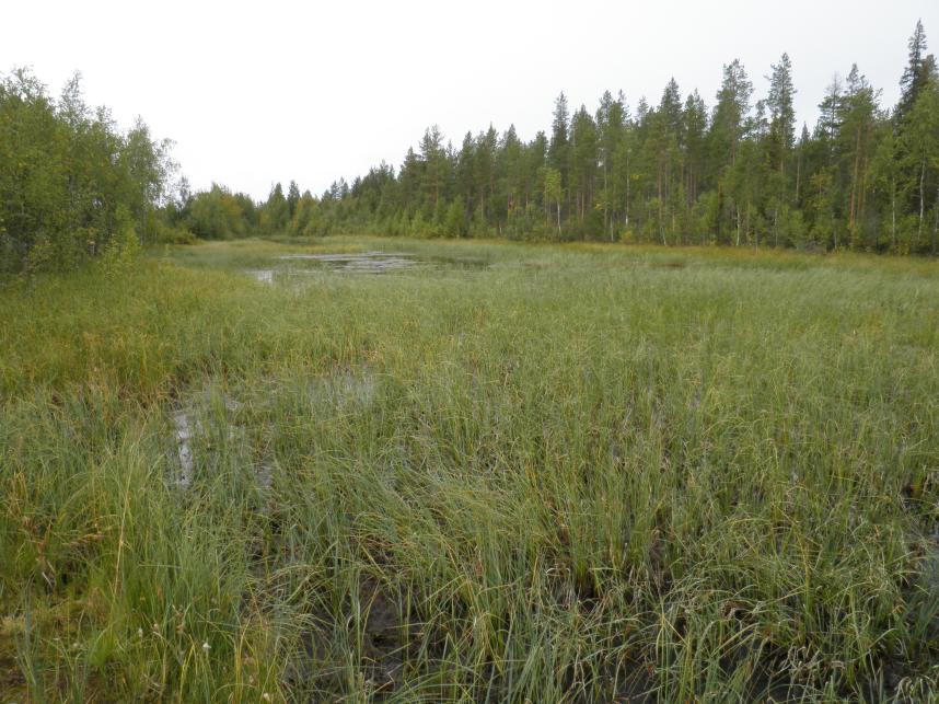 Kohde 15 Luonnontilainen, kankaiden välissä sijaitseva kapea suo on pullo- ja jouhisaraa kasvavaa saranevaa. Vähäpuustoisena suona on metsälakikohde. Kaavamerkintäsuositus: luo-1.