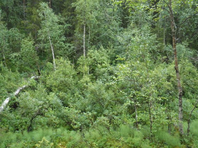 Syvässä kurussa virtaava luonnontilaisen kaltainen 0,5-1m leveä puro. Puron varret ovat pajukkoisia, puuston ollessa nuorta harmaaleppää, haapaa, koivua ja kuusta.