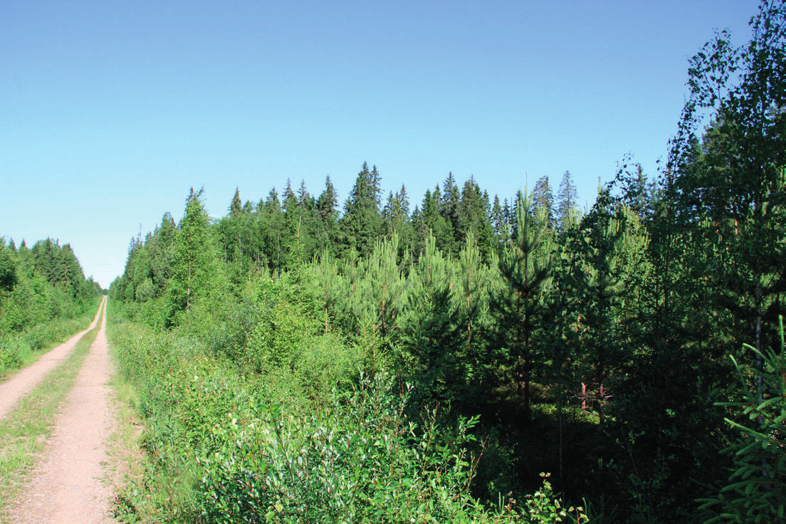 Voimala 3 Voimalan alueella on sekä nuorta taimivaiheen männikköä että kuusivaltaista tiheää metsää. Metsätyyppi alueella on mustikkatyypin tuoretta kangasta.