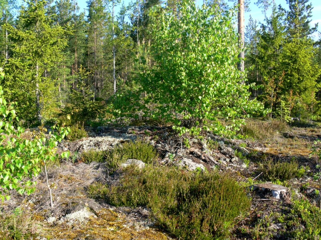 röivät kuivahkot mäntyvaltaiset kangasmetsät ovat kehrääjän erityisesti suosimaa elinympäristöä. Alueella tehdyistä palokärkihavainnoista tulkittiin yksi reviiri.