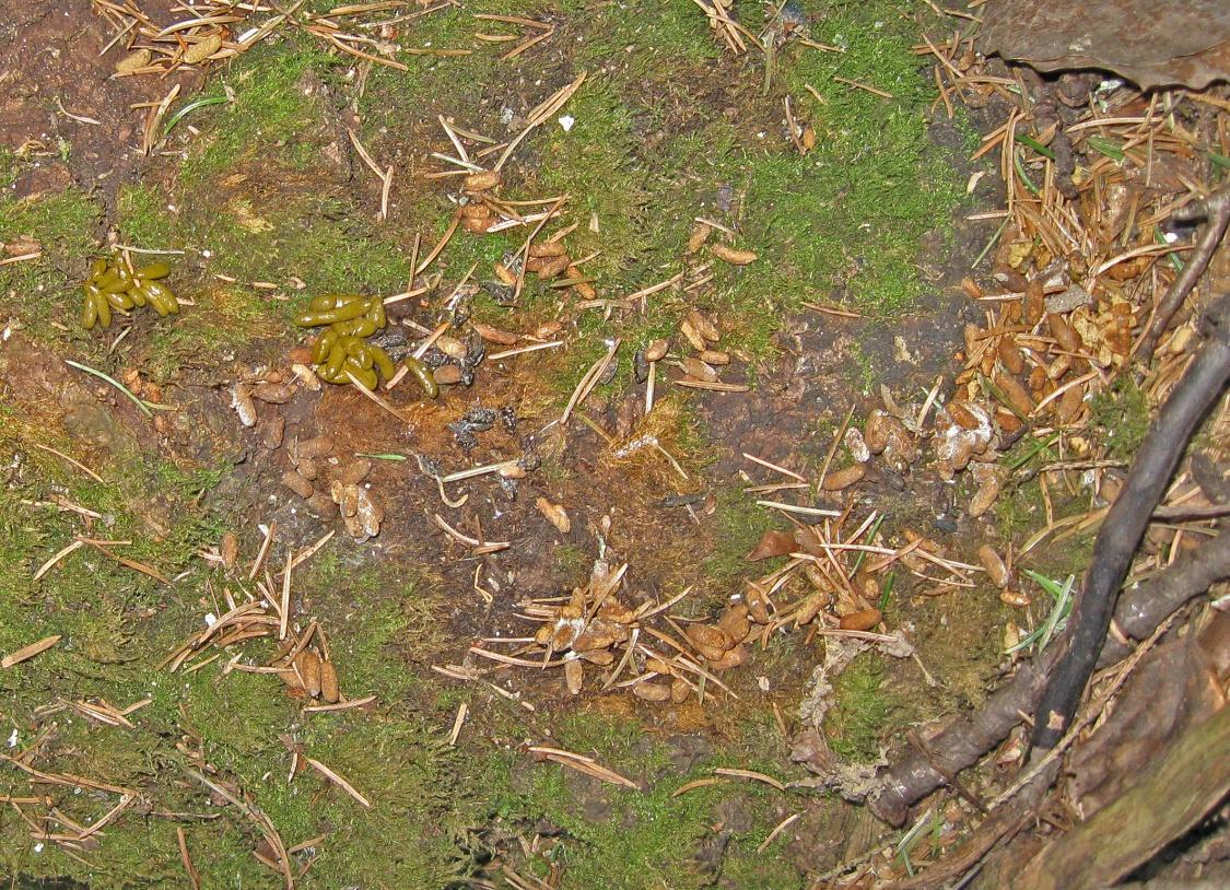 Koskikara (NT) on jokatalvinen vieras Keravanjoessa, mm. Tehtaankoskessa ja Niinikoskessa (R. Salo). Joulukuussa 2007 Tehtaankoskessa nähtiin kolme koskikaraa. 3.