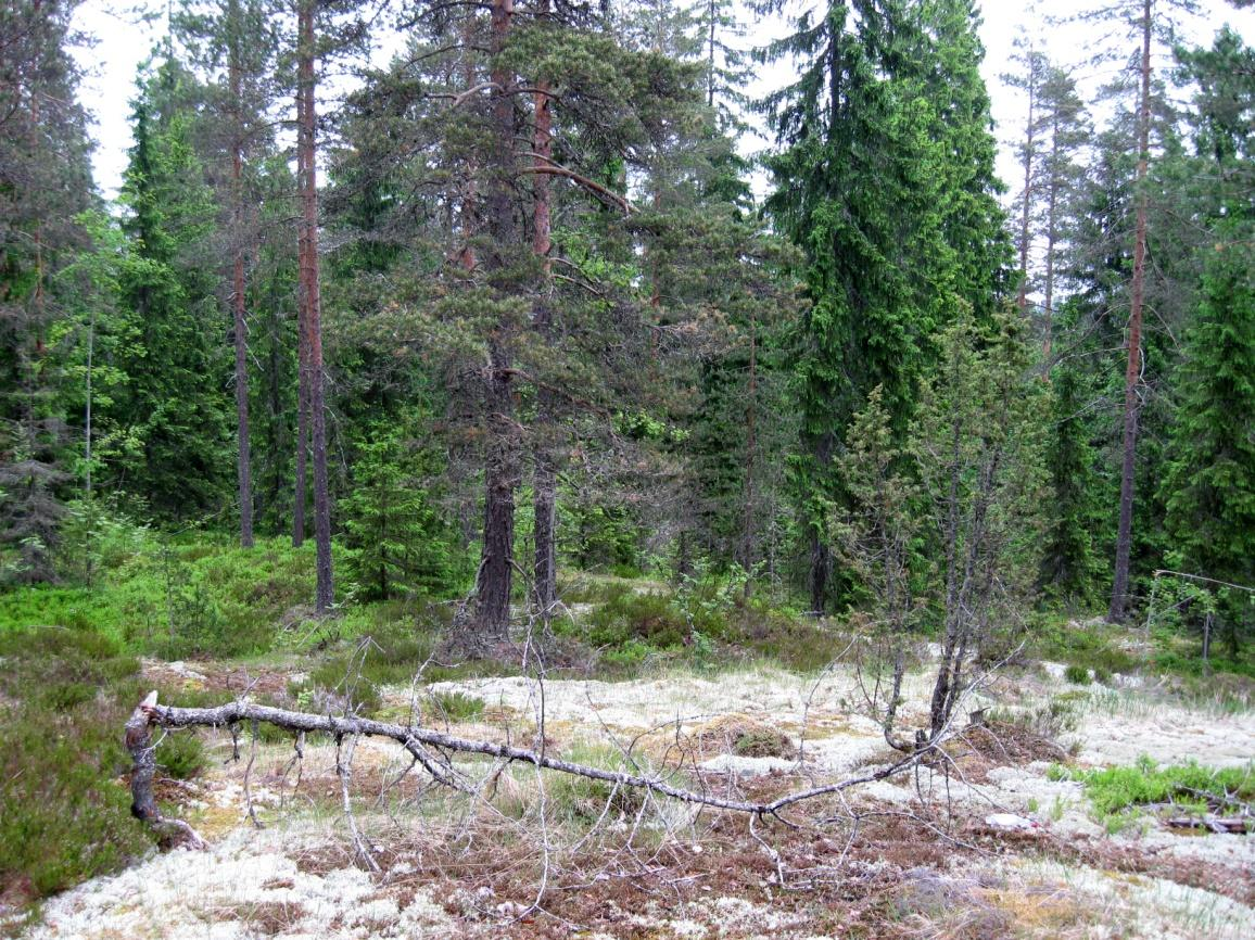 Myllykallion ympäristössä Kaukasten kylän itäpuolella metsäluonto on luontaisen kaltaista. JH.