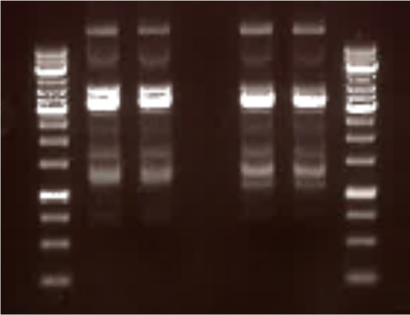 37 Kuvassa 12 on esitetty ennen faagien saostusta otettujen näytteiden DNA-eristyksen NheI-NotI-pilkottujen fragmenttien geelikuvat ensimmäisen, toisen ja kolmannen seulontakierroksen jälkeen.